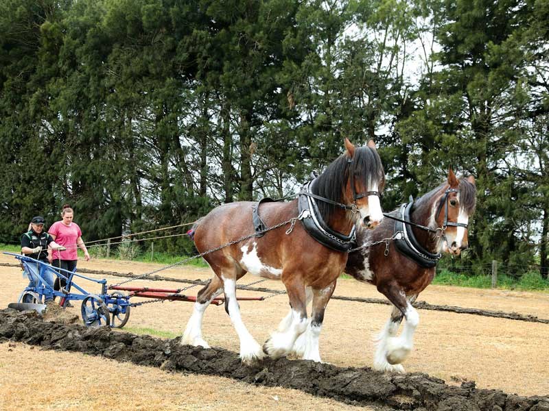 Traditional horse power