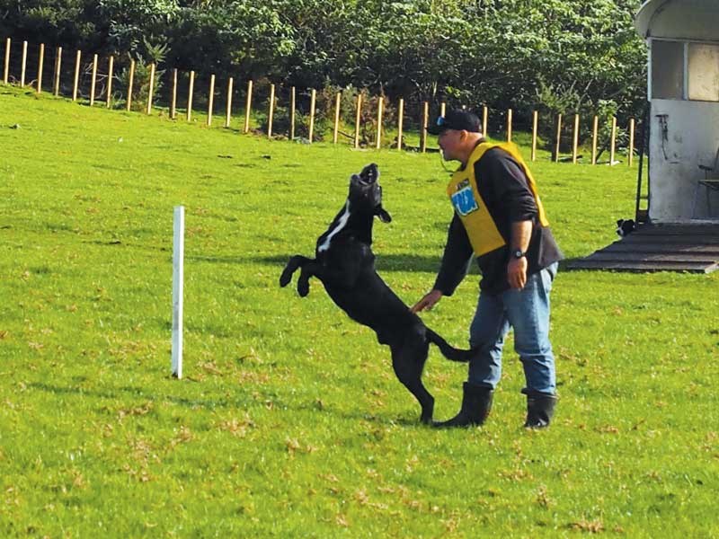 King Country sheepdog trials 1