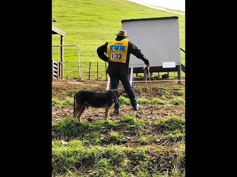 King Country sheepdog trials 3