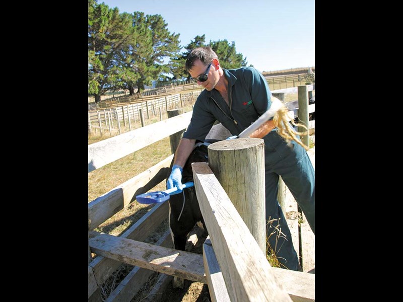 Taking the stress out of handling your herd