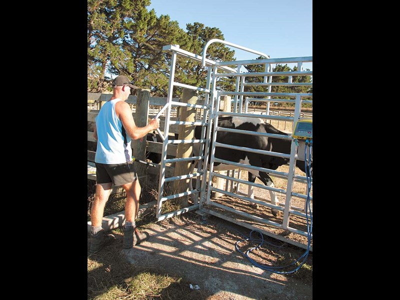 Taking the stress out of handling your herd