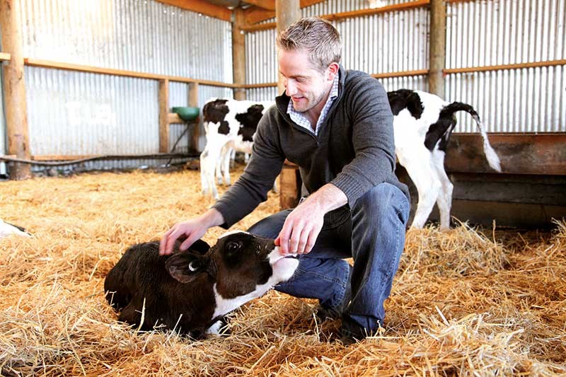 Is automated calf rearing the future?