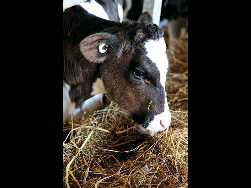 Is automated calf rearing the future?