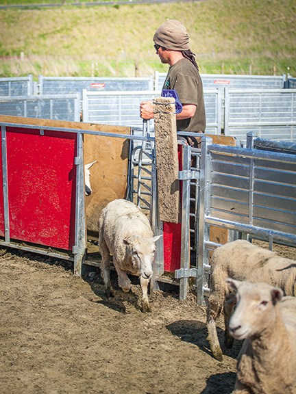 Animal handling and health: Landquip