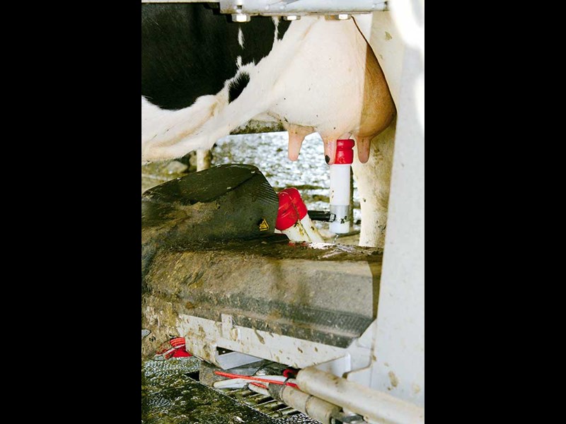 Lely Astronaut milking system review