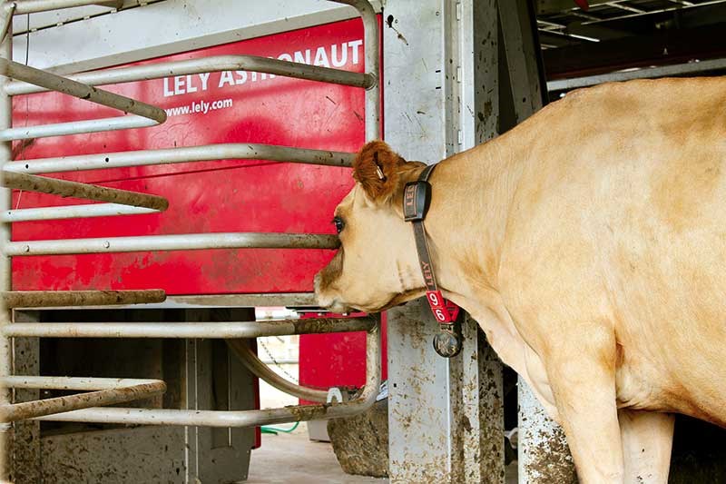 Lely Astronaut milking system review