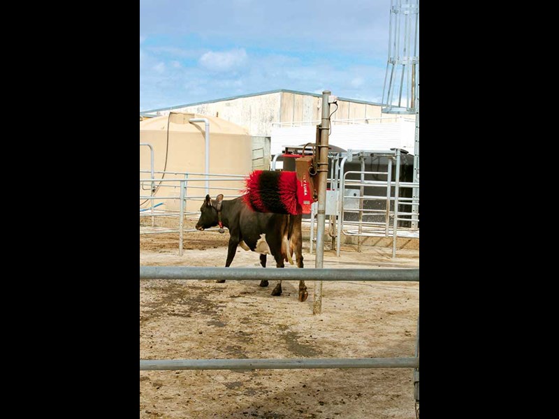 Lely Astronaut milking system review