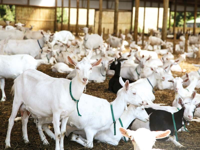 A barn for Tukituki Dairy Goats