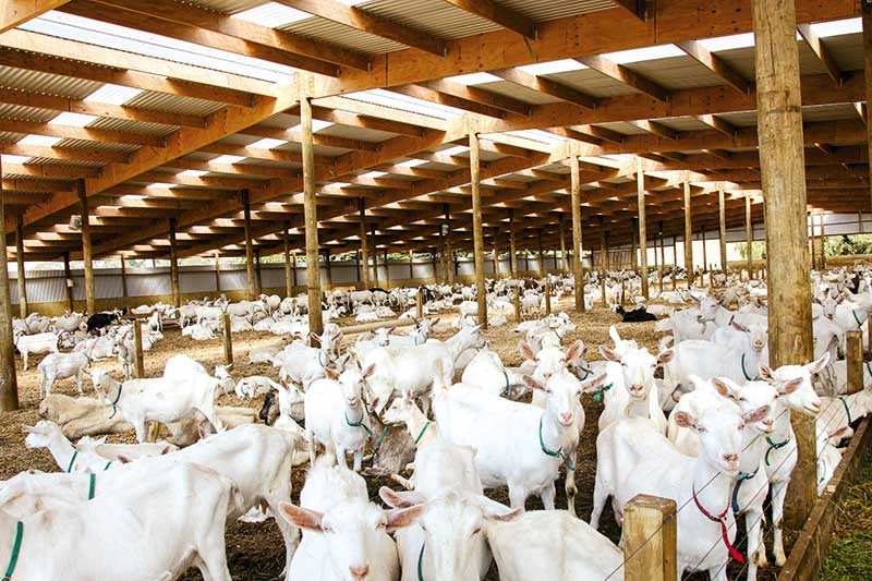 A barn for Tukituki Dairy Goats