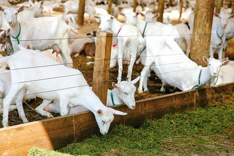 A barn for Tukituki Dairy Goats