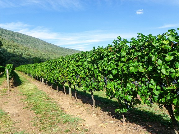 Delta Park vineyard
