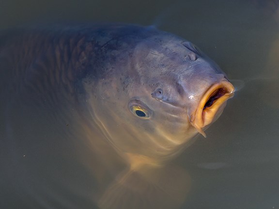 Invasive carp are to be removed from a million square kilometres of Australia’s rivers