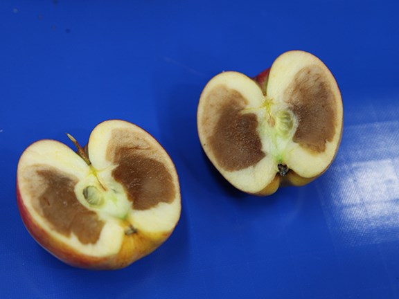 Internal appearance of a bad apple
