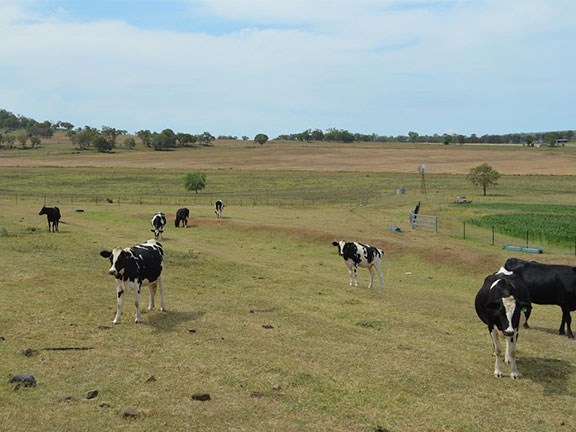 Cows in the paddocks