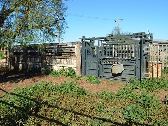 Enterprise cattle gate