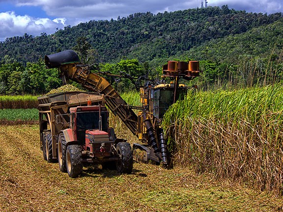 Fertiliser used in sugar cane farming contributes to nitrogen runoff.