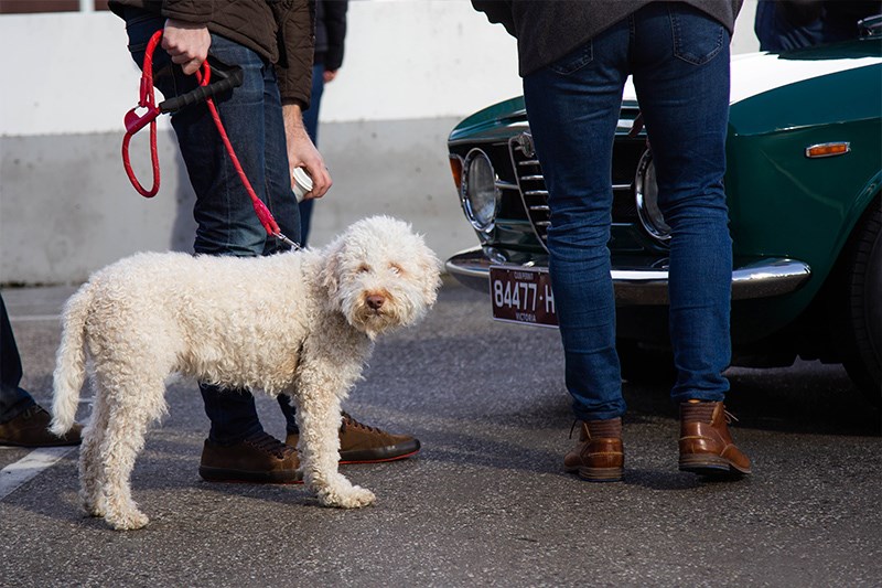 Cars Coffee doggo