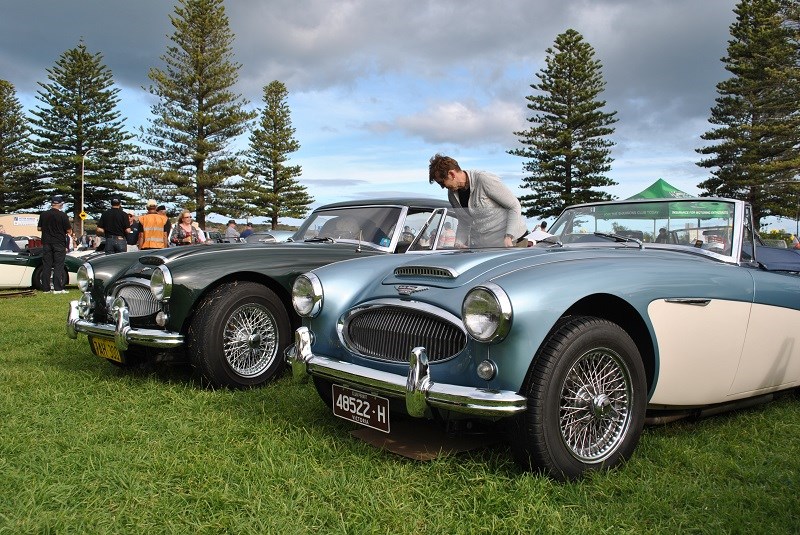 43 Austin Healey 3000 line up