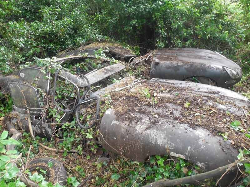 Jaguar E type hedge find