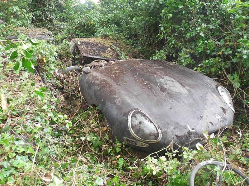 Jaguar E type hedge find 1