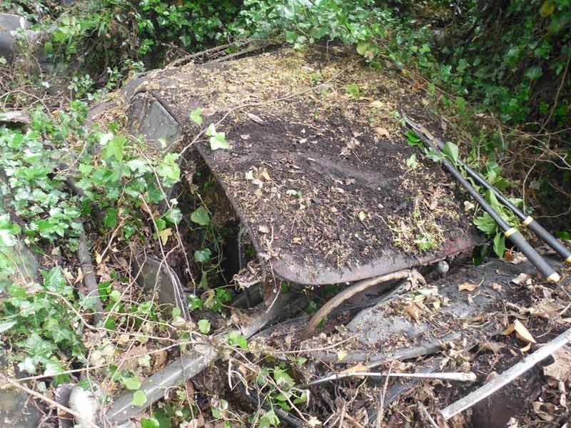 Jaguar E type hedge find 6