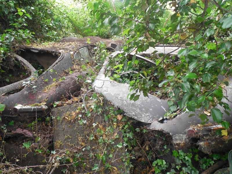 Jaguar E type hedge find 8