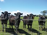NZ dairy and deer through to agri-business award finals