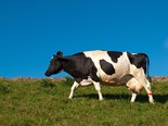 Enter the NZ Dairy Awards to enhance your farming career
