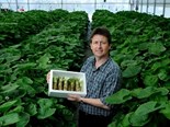 Shima Wasabi's Stephen Welsh with a box of freshly harvested wasabi