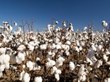 Rural exports like cotton are heavily affected by the mining boom and high Australian dollar.
