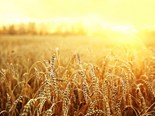 ANZ sees greener pastures ahead for Australia's grain industry.
