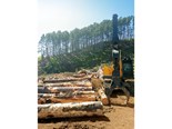 Forestry commentary: The resilient logger
