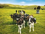 Farm advice: For a smooth calving season