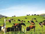 Farm advice: Put your herd's effluent to work