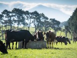 Farm advice: How heat impacts cows