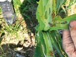 Farm advice: Farmers urged to watch for pest fall armyworm