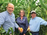 Planting rates key to higher maize yields