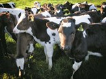Agricultural genetics and how they can benefit NZ dairy farmers