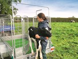 Farm advice: Helping reduce injuries over calving