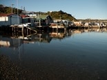 Porirua Harbour supporting variety of life - report
