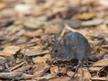 Mice outbreak a potential for spring, says CSIRO