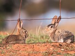 The European Rabbit is Australia's most common invasive vertebrate