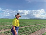 Mulgowie North Queensland farm manager John West inspecting a healthy green bean crop grown using no-till sustainable farming practices