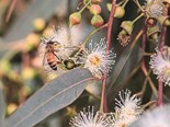 The National Bee Pest Surveillance Program aims to keep Australia’s honey bees safe from invasive pests