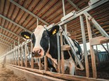 By using monitoring data, dairy herds can be made more productive and resilient in extreme conditions