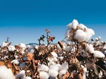 Summer rains are expected to lead to Australia’s second-largest cotton crop on record