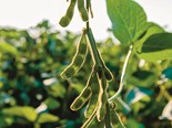 The partnership will look into opportunities for the expansion of plant protein options, including soy