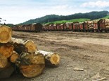 Northland forestry: trucks vs rail