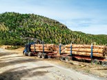 Log exports restricted by COVID-19