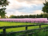 Pink bales for breast cancer awareness strike a chord overseas
